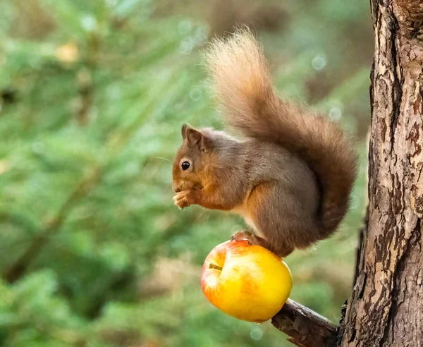 stock image Red squirrel in the woods