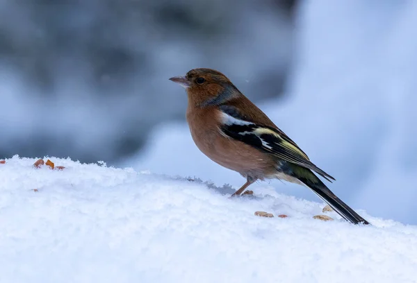 Male Chaffinch Snow — Stock Photo, Image