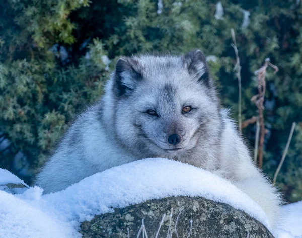 Arktisches Fuchstier Schnee — Stockfoto