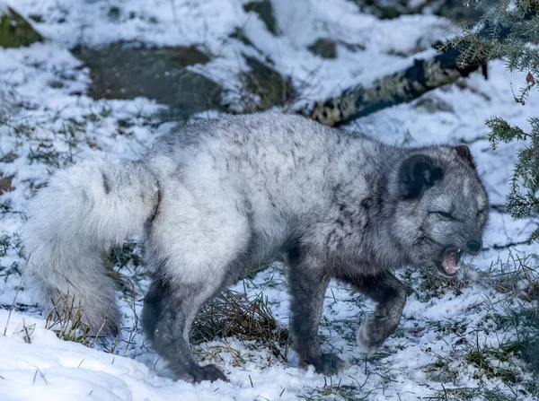 Arktisches Fuchstier Schnee — Stockfoto