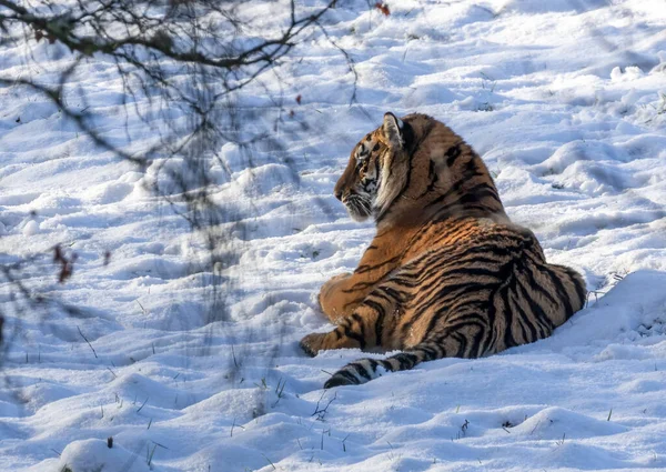 Karda Sibirya Kaplanı — Stok fotoğraf