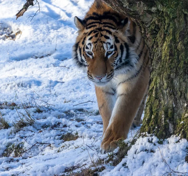 Sibirischer Tiger Schnee — Stockfoto