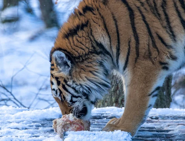 Siberian Tiger Snow — Stock Photo, Image
