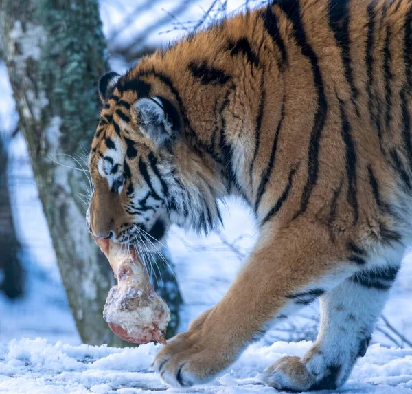 stock image Siberian tiger in the snow