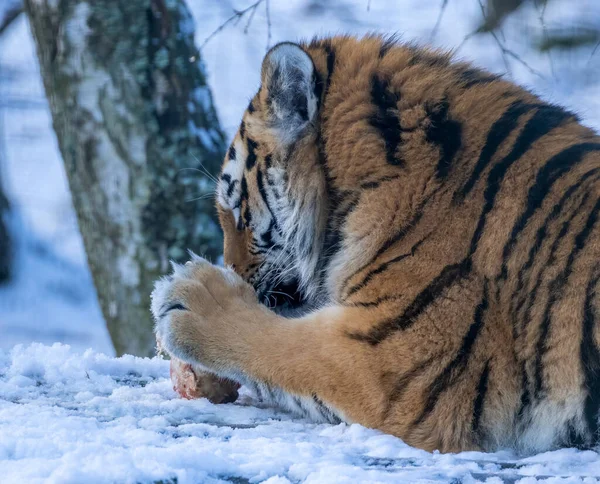 雪地里的西伯利亚虎 — 图库照片