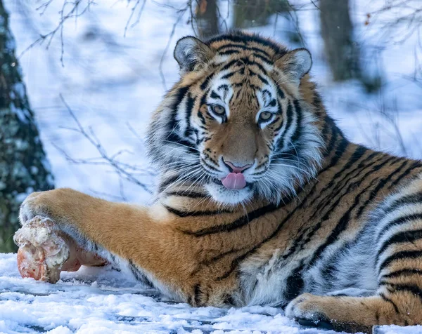 stock image Siberian tiger in the snow