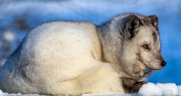 Arctic Fox Animal Snow — Stock Photo, Image