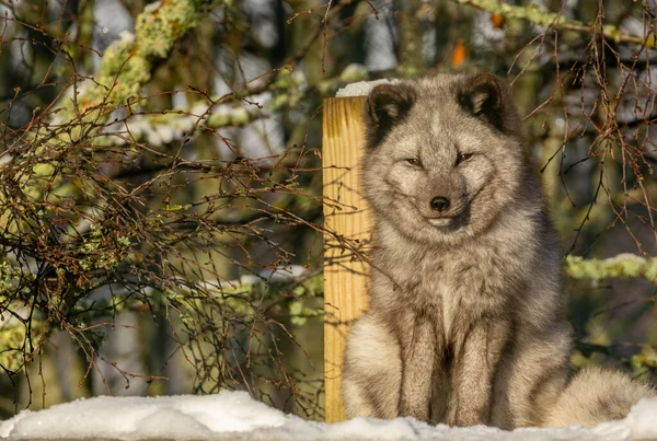 雪地里的北极狐动物 — 图库照片