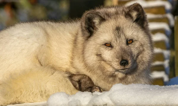 雪地里的北极狐动物 — 图库照片