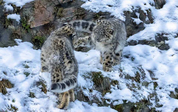 Schneeleopardenjungen Spielen — Stockfoto