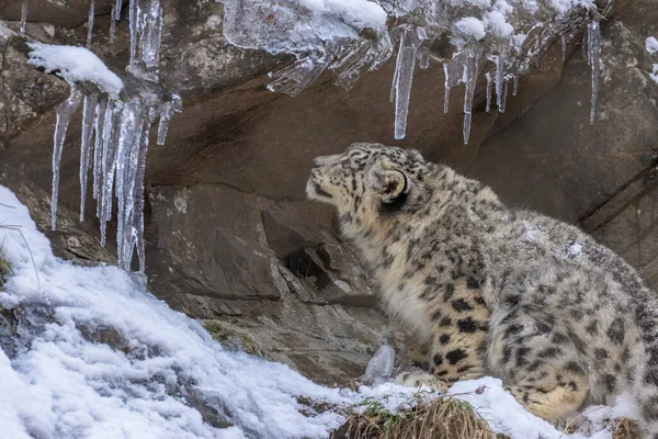 自然栖息地的雪豹 — 图库照片