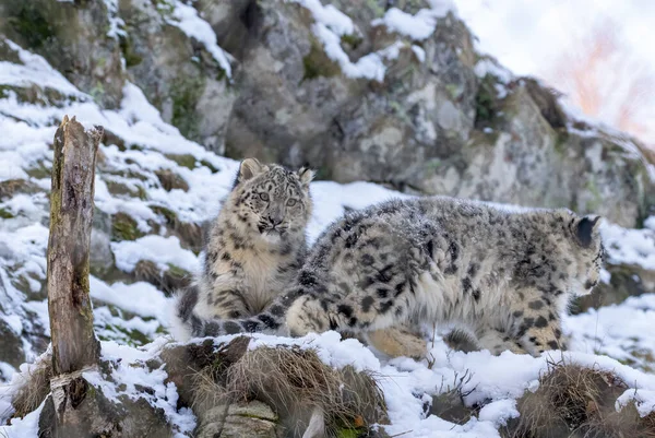 Snö Leopardungar Spelar — Stockfoto