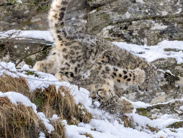 Kar Leoparı Yavruları Oynuyor — Stok fotoğraf