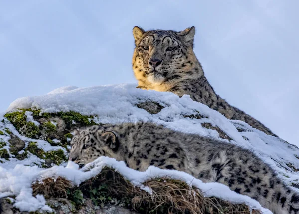 Snö Leopardungar Spelar — Stockfoto