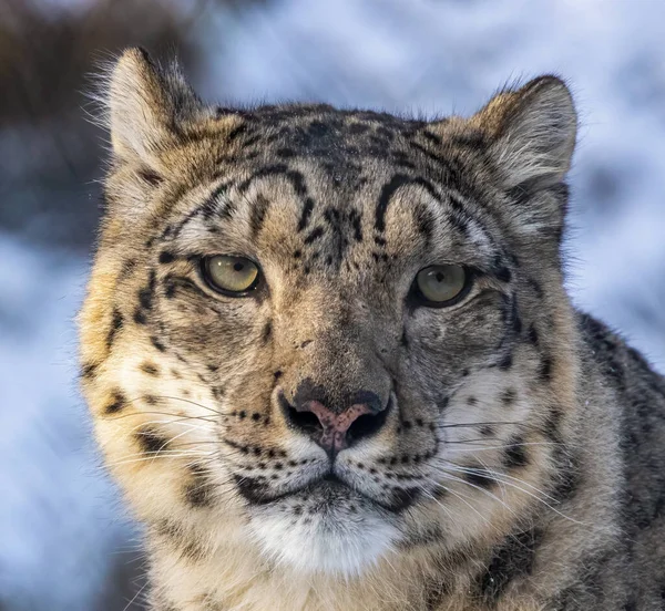 Snow Leopard Natural Habitat — Stock Photo, Image