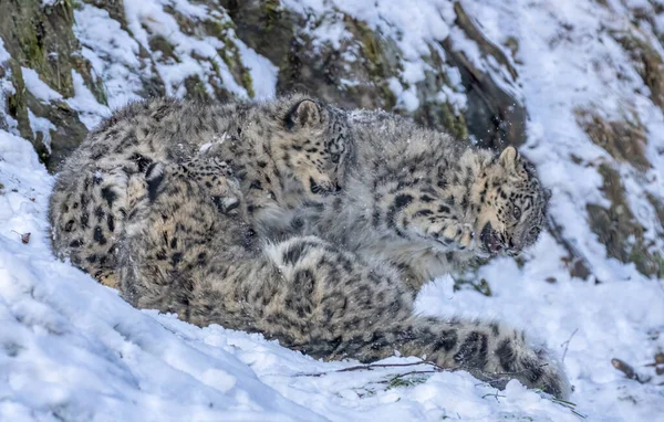 Snow leopard cubs playing