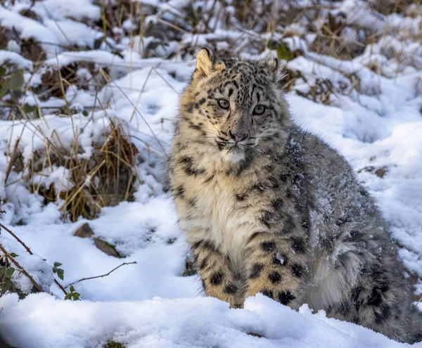 自然栖息地的雪豹 — 图库照片