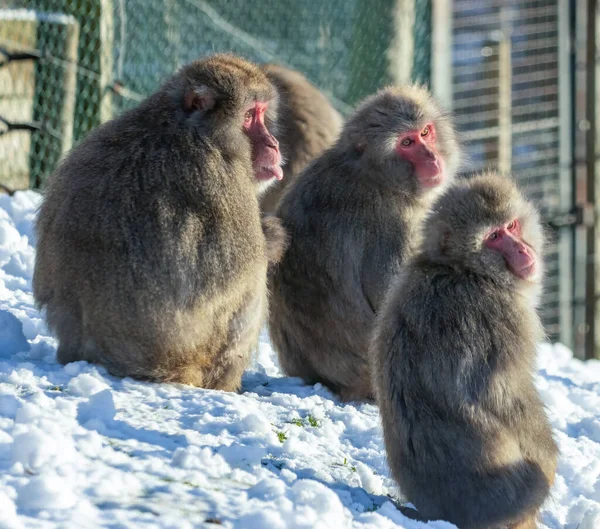 Macacos Japoneses Neve — Fotografia de Stock