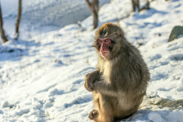 Japonais Macaque Dans Neige — Photo