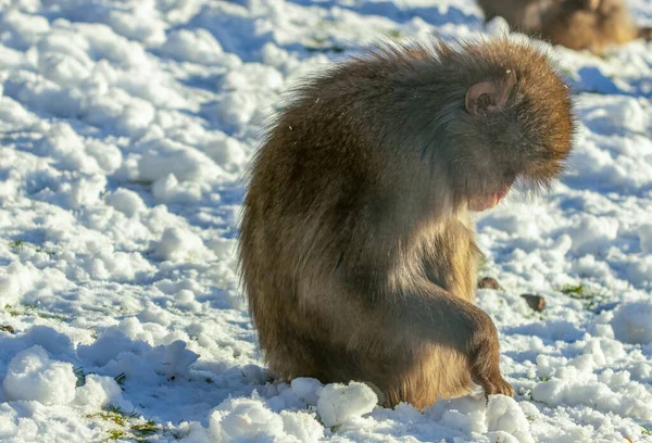 Macaco Japonés Nieve — Foto de Stock