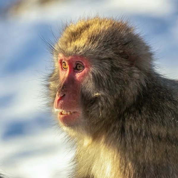 Macaco Japonés Nieve —  Fotos de Stock