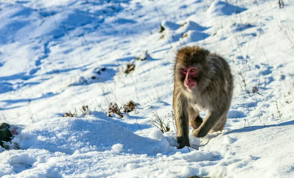Macaco Japonês Neve — Fotografia de Stock