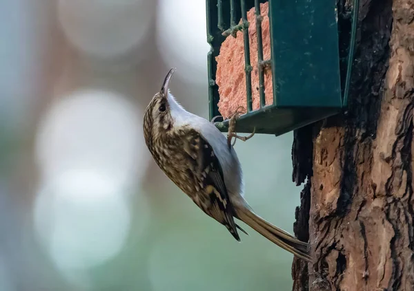 stock image tree creeper bird on bark in scottish cairngorms