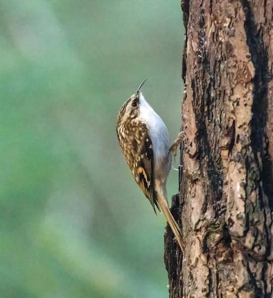 Albero Rampicante Uccello Sulla Corteccia Scozzese Cairngorms — Foto Stock