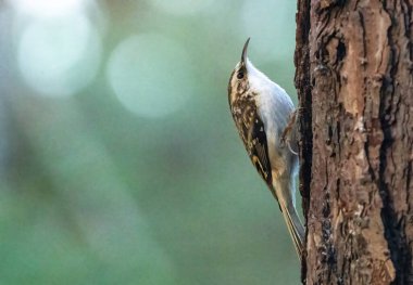 İskoç cairngormlarında ağaç kabuğundaki sarmaşık kuş