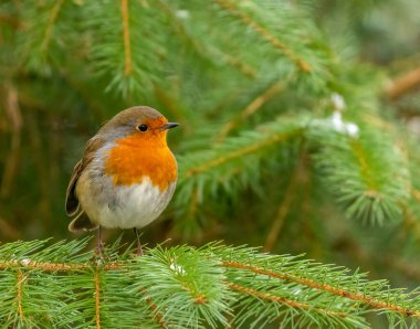 Robin, kırmızı göğüs. Göz kamaştırıcı.