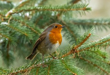 Robin, kırmızı göğüs. Göz kamaştırıcı.