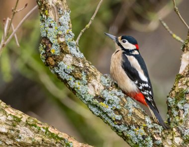 ormanda büyük benekli ağaçkakan