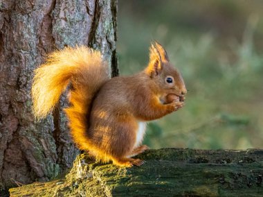 Kızıl sincap ormanın içinde