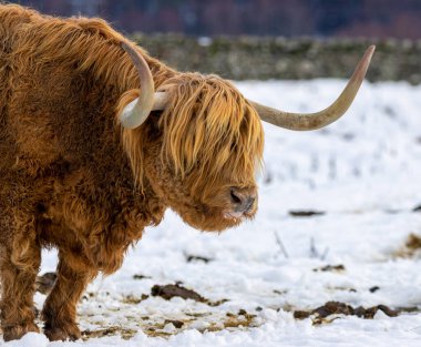 İskoçya dağlarında gün ışığında İskoçya ineği