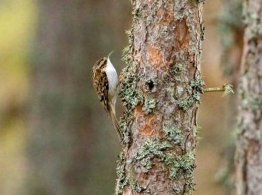 Ağaç sürüngeni yiyecek arıyor.