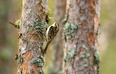 Ağaç sürüngeni yiyecek arıyor.