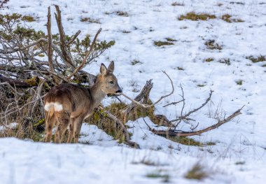 Karda genç bir geyik
