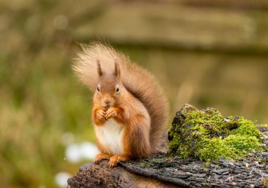 Kızıl sincap ormanın içinde