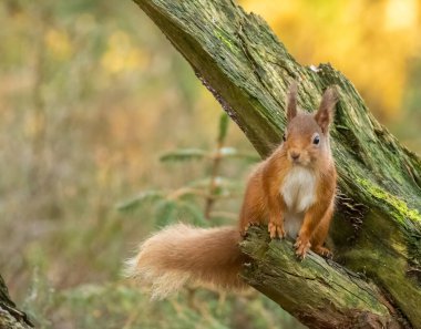 Kızıl sincap ormanın içinde