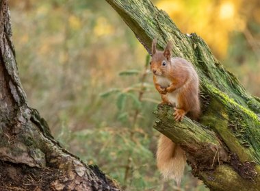 Kızıl sincap ormanın içinde