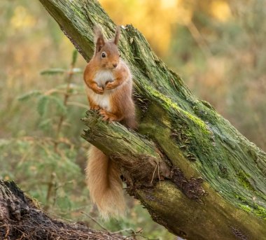 Kızıl sincap ormanın içinde
