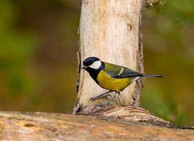 Crested tit bird at Loch Garten, Scotland