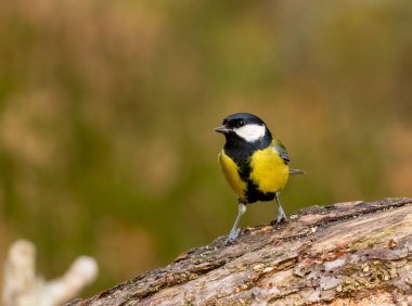 Crested tit bird at Loch Garten, Scotland