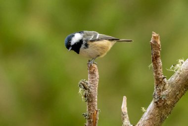 a coal tit small bird on a branch of a tree in beautiful background