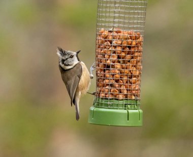 Crested tit bird at Loch Garten, Scotland