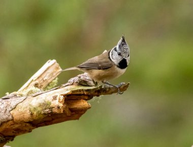 Crested tit bird at Loch Garten, Scotland