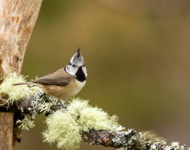 Crested tit bird at Loch Garten, Scotland