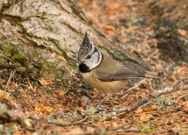 Crested tit bird at Loch Garten, Scotland