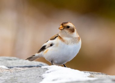 Cairngorm Ulusal Parkı 'nda Kar Kuşu