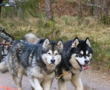 Aviemore 'da Sibirya Husky takımı yarışıyor